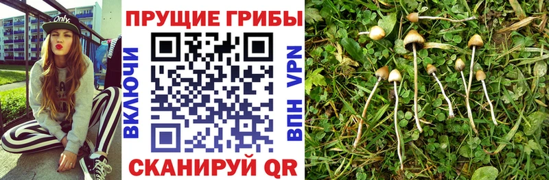 Галлюциногенные грибы MAGIC MUSHROOMS  MEGA рабочий сайт  Малая Вишера 